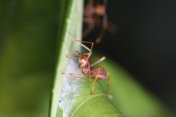 Ants walk on leaf in the garden of Thailand.