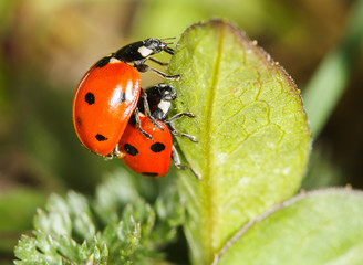 ladybird insects pair mating