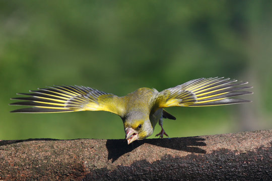 Carduelis chloris