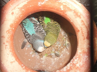 Blue and green budgies in a pot