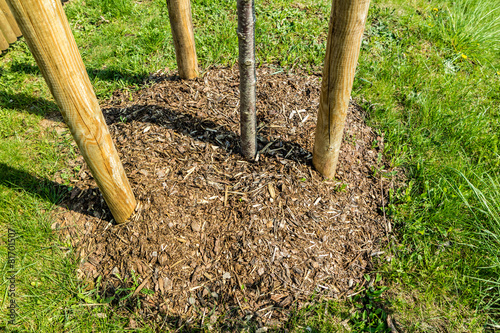 "Baum mit Rindenmulch 02" Stockfotos und lizenzfreie Bilder auf Fotolia