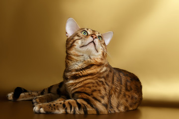 Bengal Cat on Gold background and Looking up