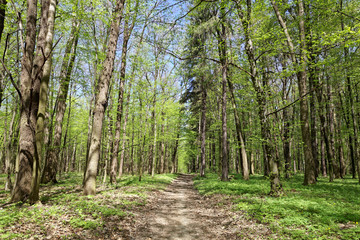 Green deciduous forest on a sunny day.