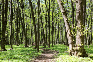 Fototapeta premium Green deciduous forest on a sunny day.