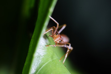 Ant walk on leaf in the garden of Thailand.