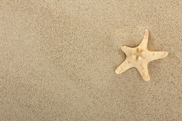 Beach sand with shells and starfish