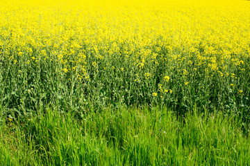 rapeseed field