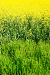 Obraz na płótnie Canvas rapeseed field