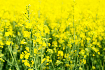 Fototapeta premium rapeseed field
