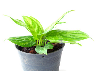 little houseplant in a pot over white background