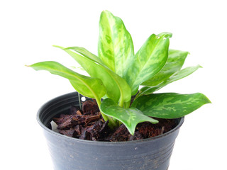 little houseplant in a pot over white background