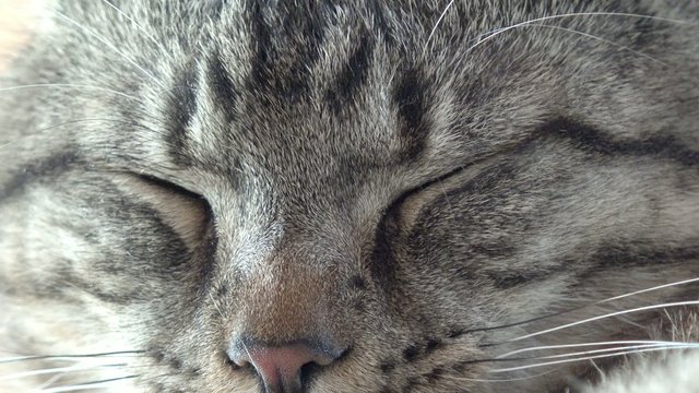 Schlafende Katze