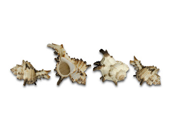 Group white shells with brown and orange growths