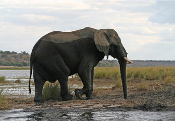 Elephant in the river