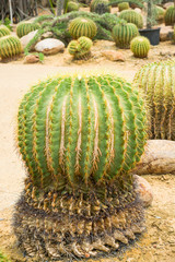 Fototapeta na wymiar Echinocactus grusonii