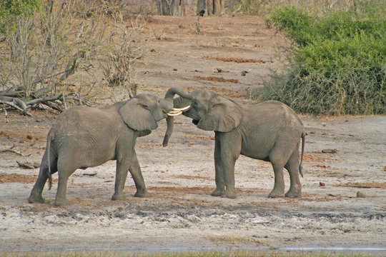 Baby Elephants Playing