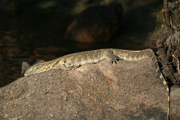 Nile lizard resting, Botswana