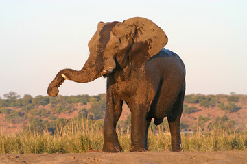Fototapeta na wymiar Big elephant