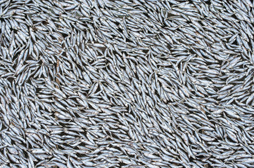 Dried small fish