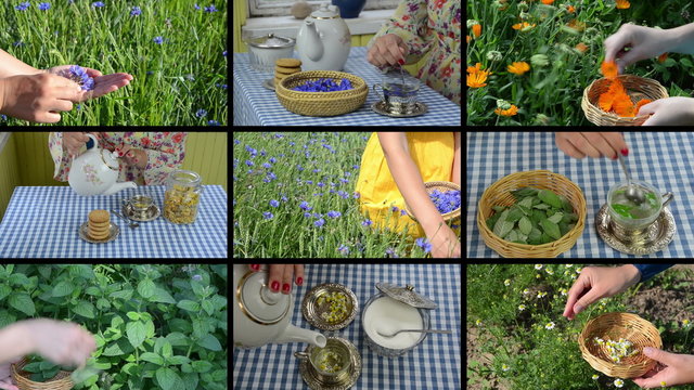 Hands gather herbs and make herbal tea. Footage collage
