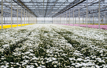 Glasshouse of a cut flower nursery with blooming chrysanthemums