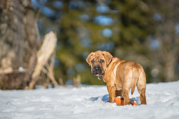 Shar-Pei Hundewelpen
