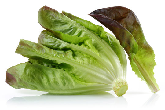 Lettuce