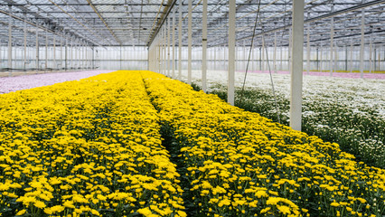 Glasshouse of a cut flower nursery with yellow blooming chrysant