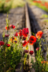 Obraz premium LA FORZA DELLA NATURA. Papaveri su binario.ITALIA