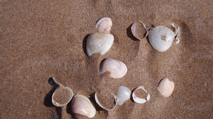 Fototapeta na wymiar Different shells in the sand