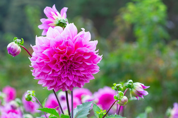 Fototapeta premium Pink Dahlia flower
