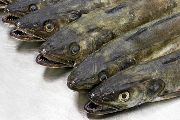 fresh atlantic hakes merluccius merluccius on  steel exhibitor