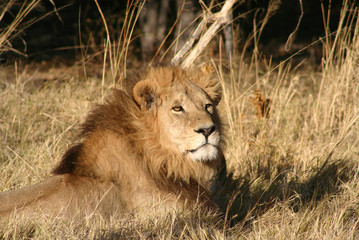 lion resting, Botswana