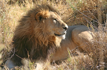 Lion resting, Botswana