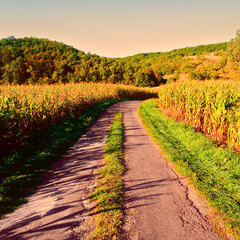 Obraz premium Plantation