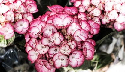 beautiful flowers made with color filters