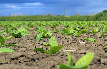 tobacco field