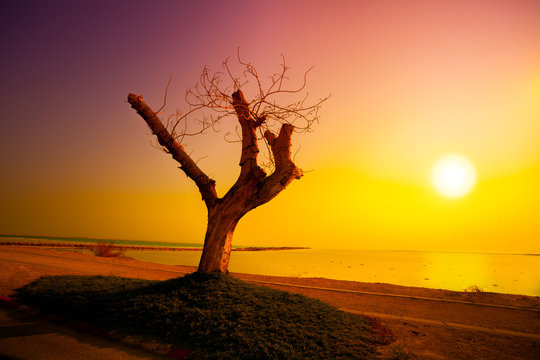 Desert Dead sea shore at sunrise