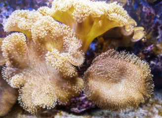 Fototapeta premium underwater marvel