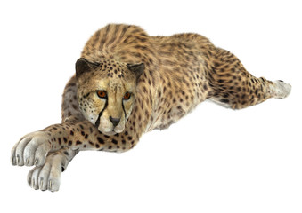 Cheetah