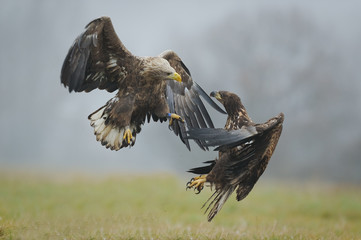 pygargue à queue blanche