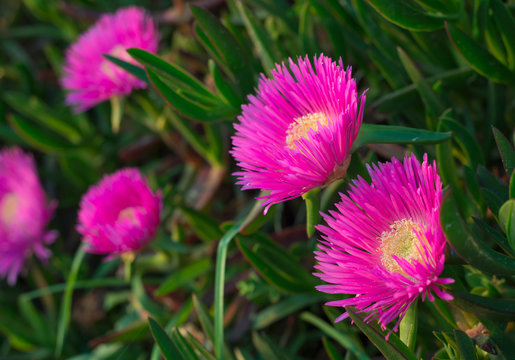 "Carpobrotus aequilaterus" or "Doca flower"