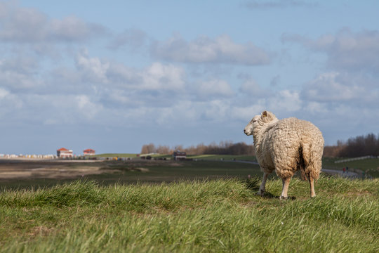 Schaf steht alleine auf einem Deich an der Nordsee