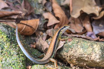 Common Forest Skink (Sphenomorphus maculates)