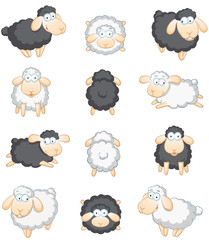 Obraz premium Schafe großes Set