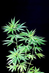 Young Green Leaf Cannabis plant detail
