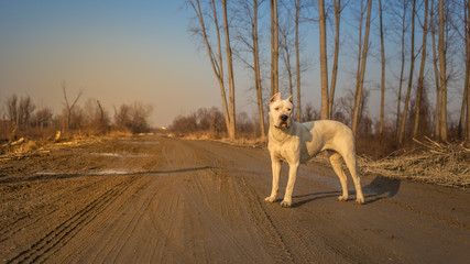 Dogo argentino in wood
