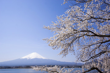 富士山と満開の桜　ソメイヨシノ　河口湖北岸