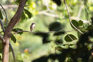 Obraz premium young brown shrike catching branch in southern forest