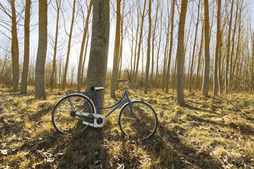 Fototapeta premium antique bicycle in poplars field at sunrise